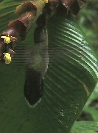 Barbthroat, Band-tailed 2