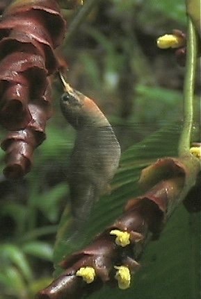 Barbthroat, Band-tailed 5