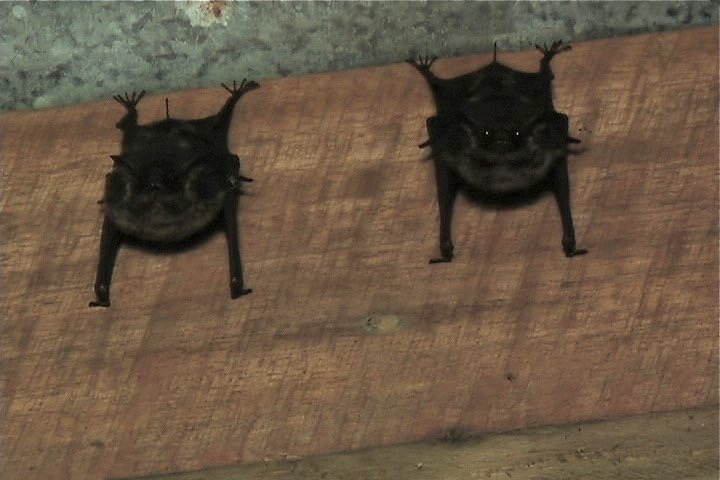 Bat, Greater Sac-winged 1