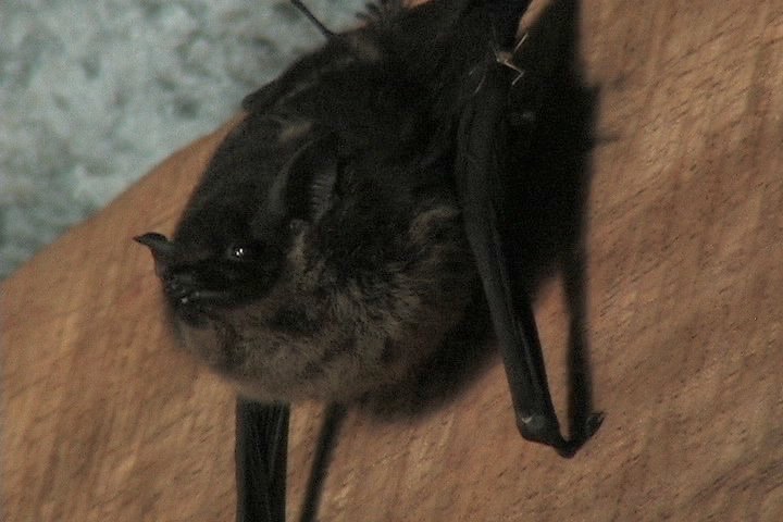 Bat, Greater Sac-winged 4