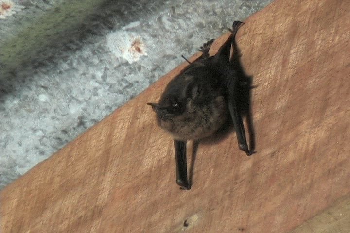 Bat, Greater Sac-winged 5