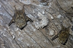 Bat, Proboscis - Rhynchonycteris naso