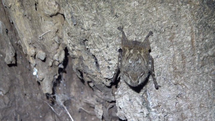 Bat, Proboscis (Belize 2021) a