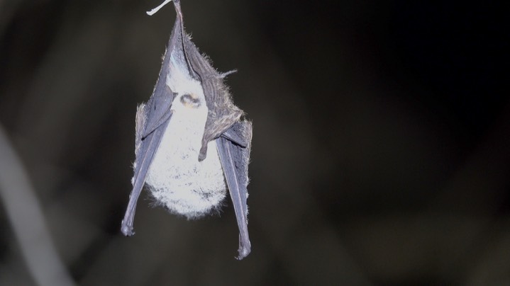 Bat, Proboscis (Belize 2021) c