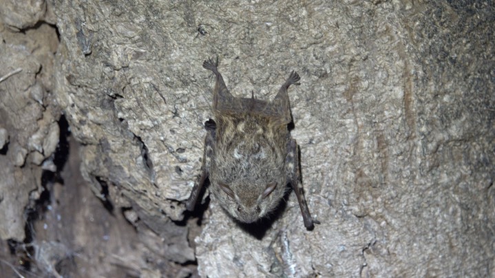 Bat, Proboscis (Belize 2021) d