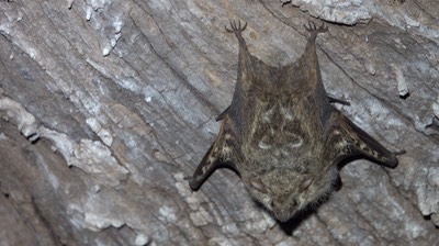Bat, Proboscis (Belize 2021) e