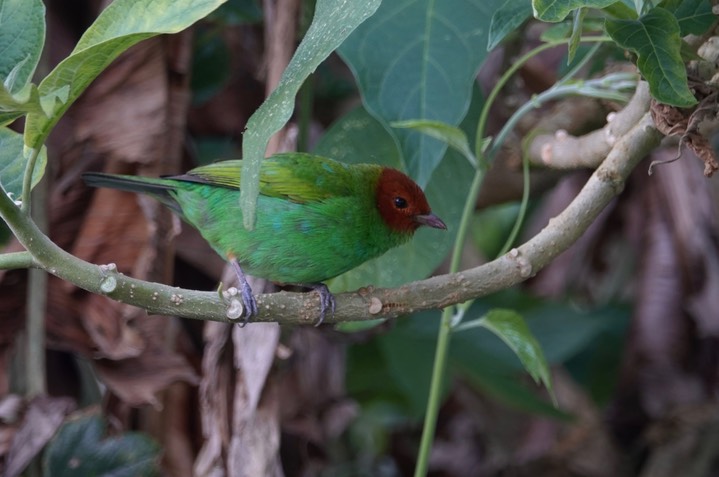 El Dorado Reserve, Santa Marta Mountains, Colombia