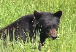 Bear, Black 3