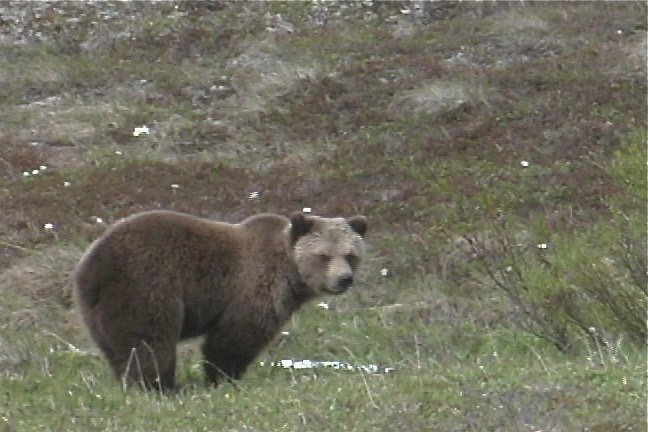 Bear, Grizzley 1