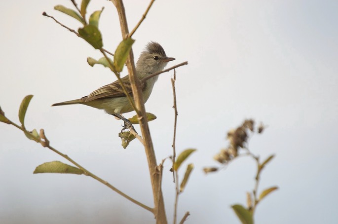 Beardless-Tyrannulet, Southern 1