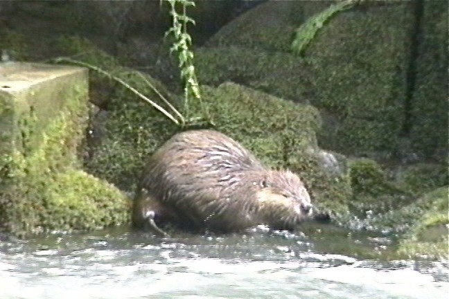 Beaver, American 1