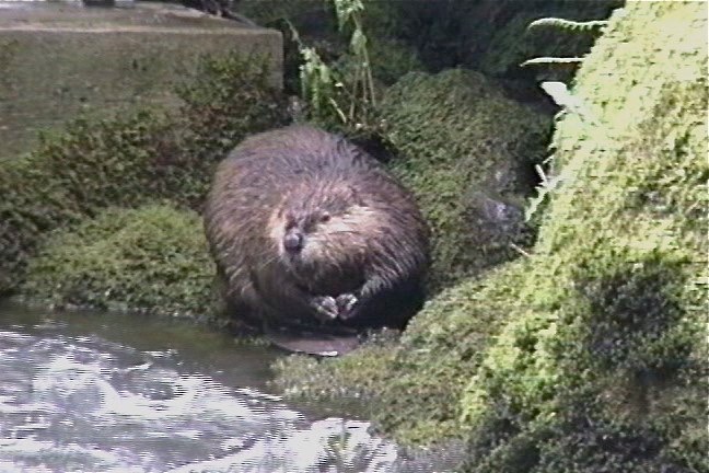 Beaver, American 3