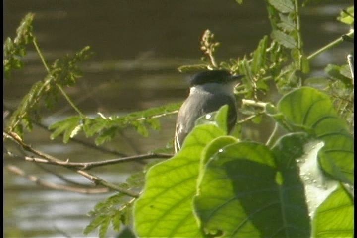 Becard, Black-capped