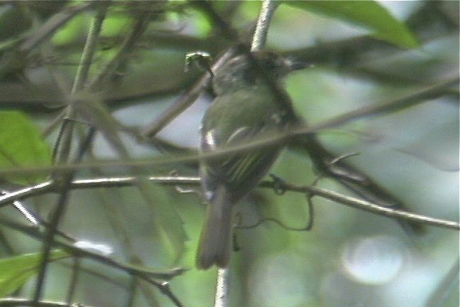 Becard, Green-backed 1