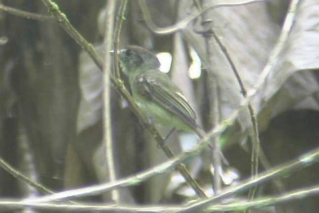 Becard, Green-backed 2