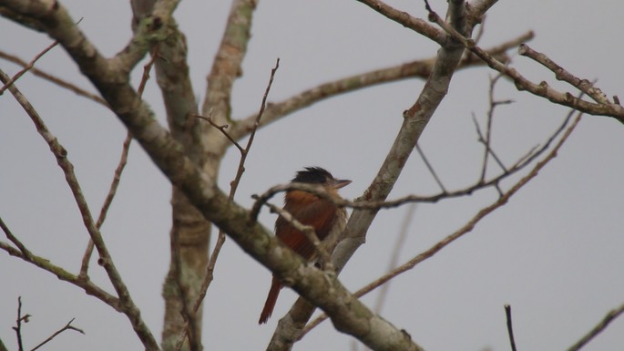 Becard, Rose-throated 1