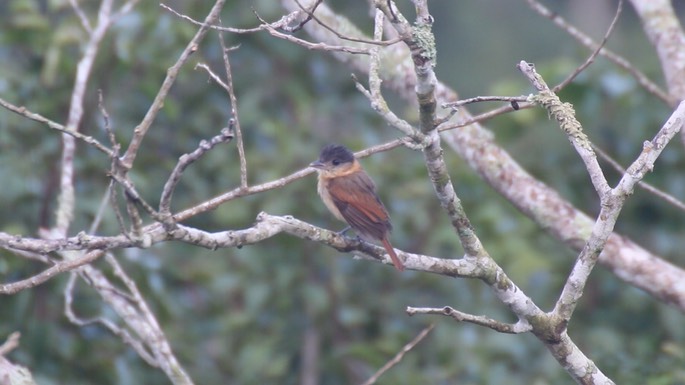 Becard, Rose-throated 3