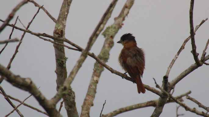 Becard, Rose-throated 4