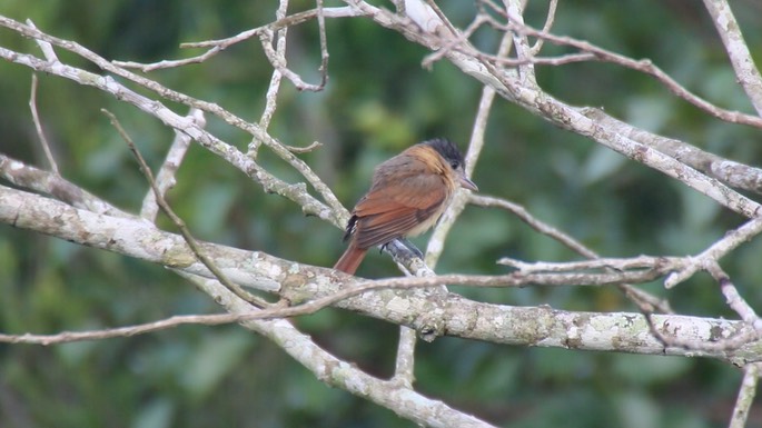 Becard, Rose-throated 5