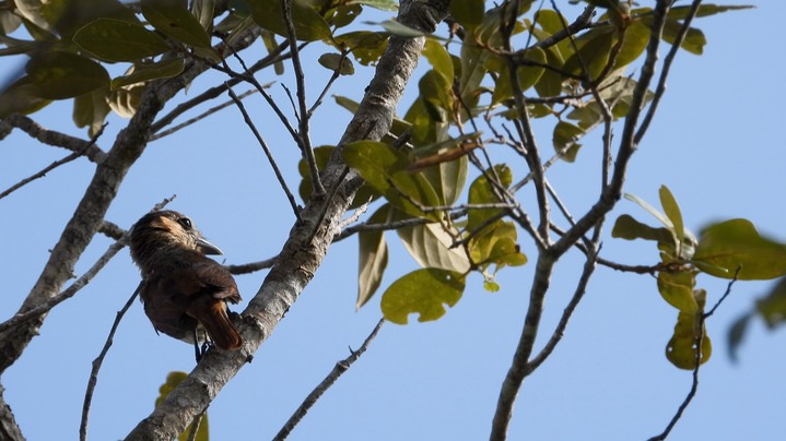 Becard, Rose-throated (Belize 2021)