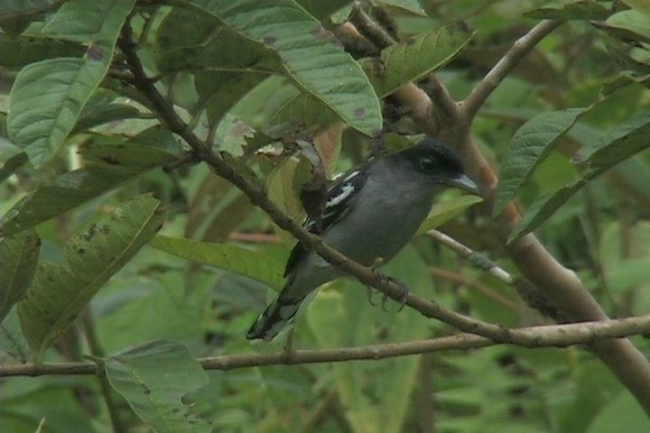 Becard, White-winged1