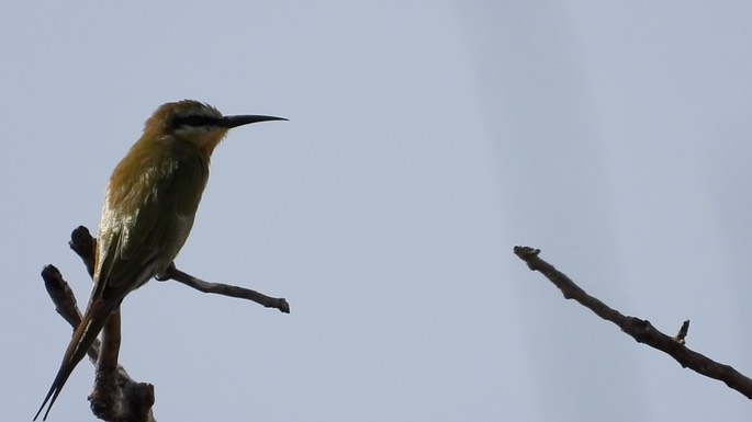 Bee-Eater, Blue-cheeked 1