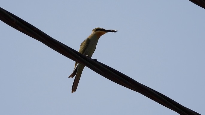 Bee-Eater, Blue-cheeked 2