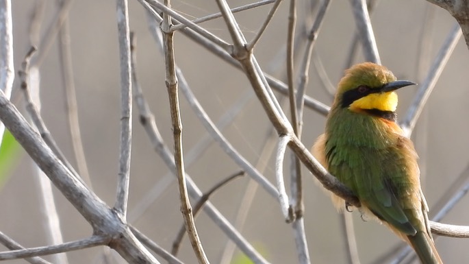 Bee-Eater, Little 2