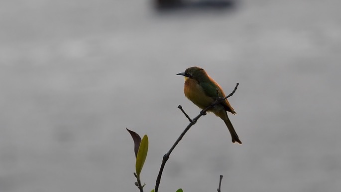 Bee-Eater, Little 3