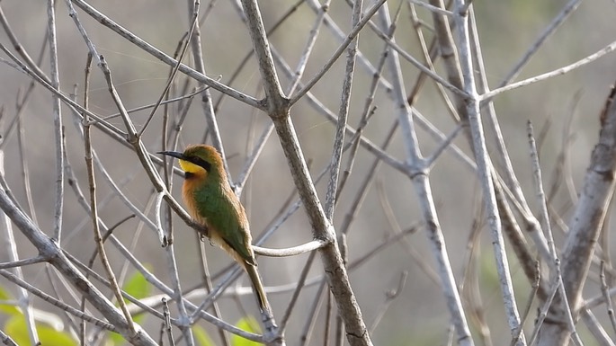 Bee-Eater, Little 5