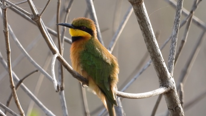 Bee-Eater, Little 6