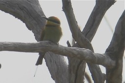 Bee-Eater, Rainbow 2