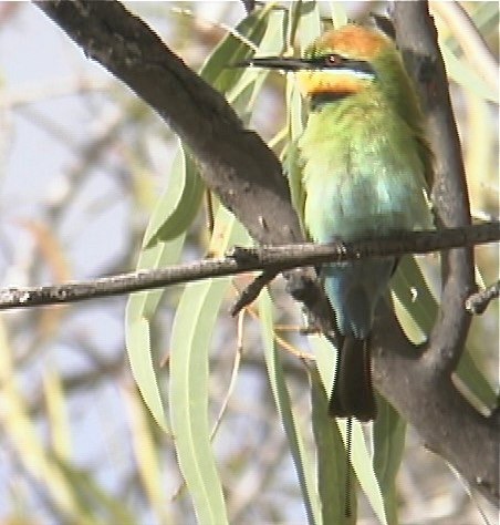 Bee-Eater, Rainbow 3