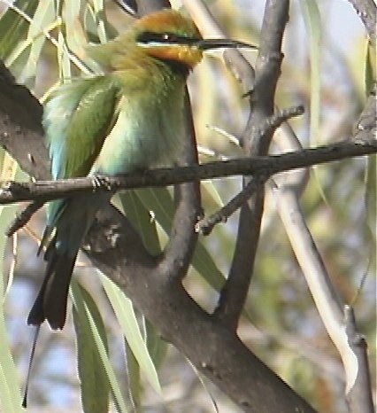 Bee-Eater, Rainbow 4