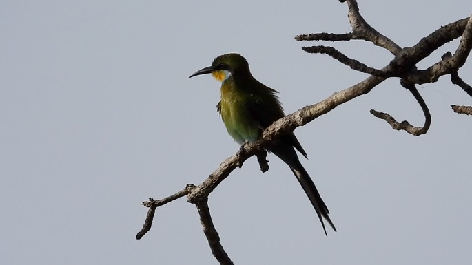 Bee-Eater, Swallow-tailed 3