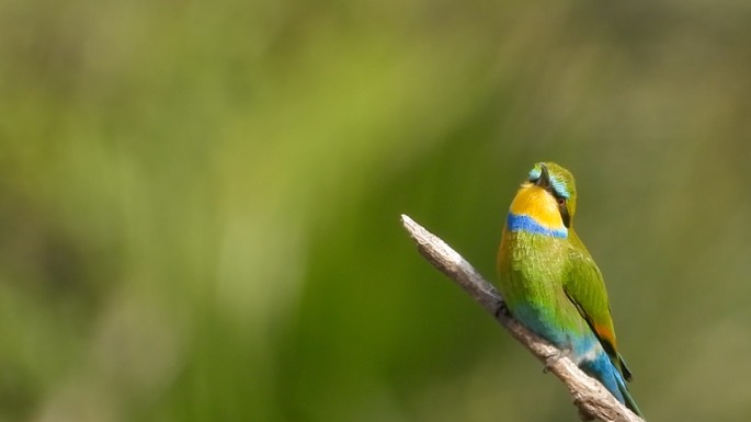 Bee-Eater, Swallow-tailed 5