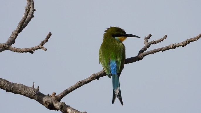 Bee-Eater, Swallow-tailed 6