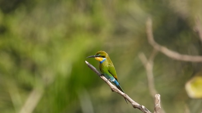 Bee-Eater, Swallow-tailed 7