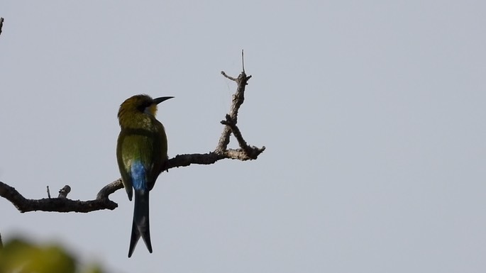 Bee-Eater, Swallow-tailed 8