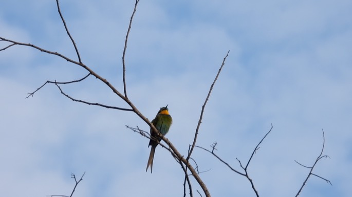 Bee-eater, Swallow-tailed Senegal 1