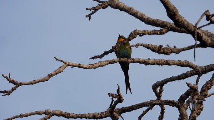 Bee-eater, Swallow-tailed Senegal 3