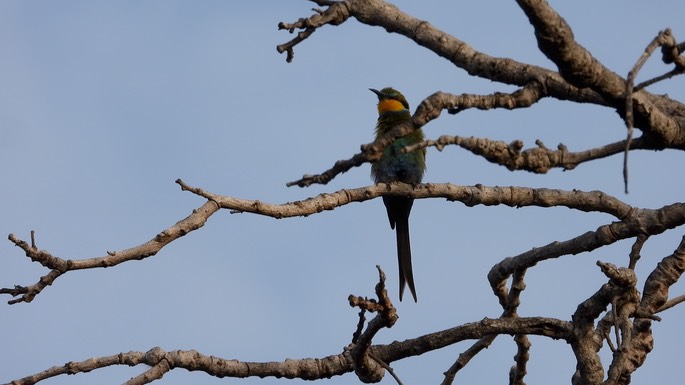 Bee-eater, Swallow-tailed Senegal 4