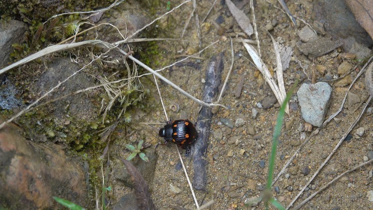 Beetle - unidentified (Cerro Monteuma, Colombia)