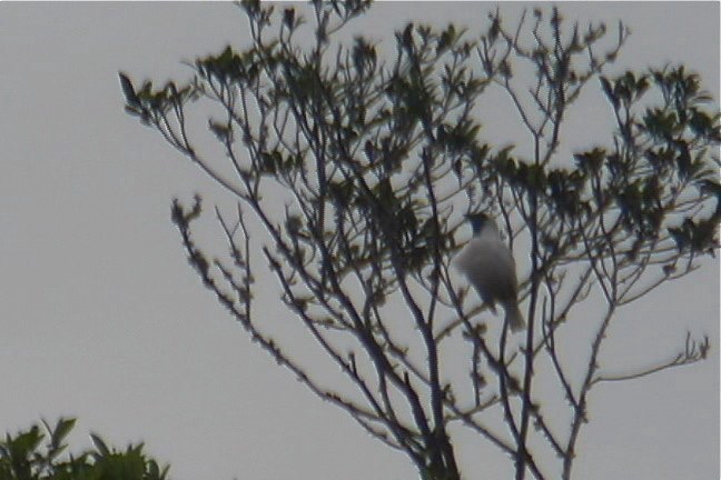 Bellbird, Bare-throated