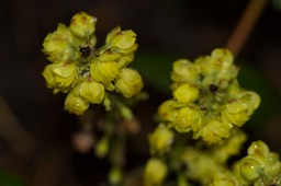 Berberis (Mahonia) aquifolium4