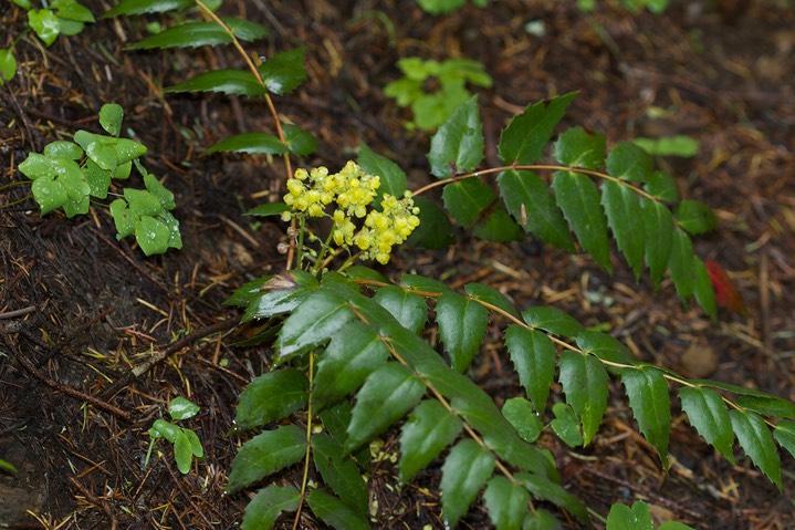 Berberis (Mahonia) aquifolium2