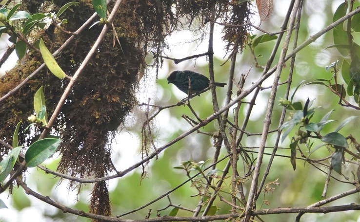 Beryl-spangled Tanagerg1