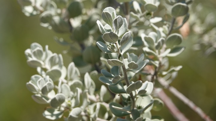 Big Bend Silverleaf, Leucophyllum candidum, Dug Out Wells, Big Bend National Park, Texas (1)