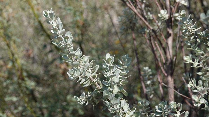 Big Bend Silverleaf, Leucophyllum candidum, 1 Dug Out Wells, Big Bend National Park, Texas