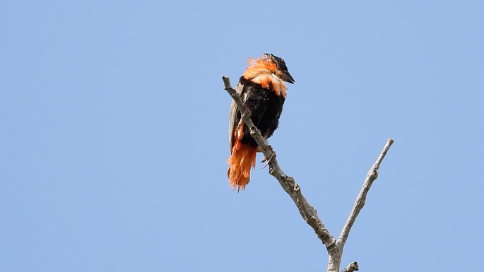 Bishop, Northern Red 2